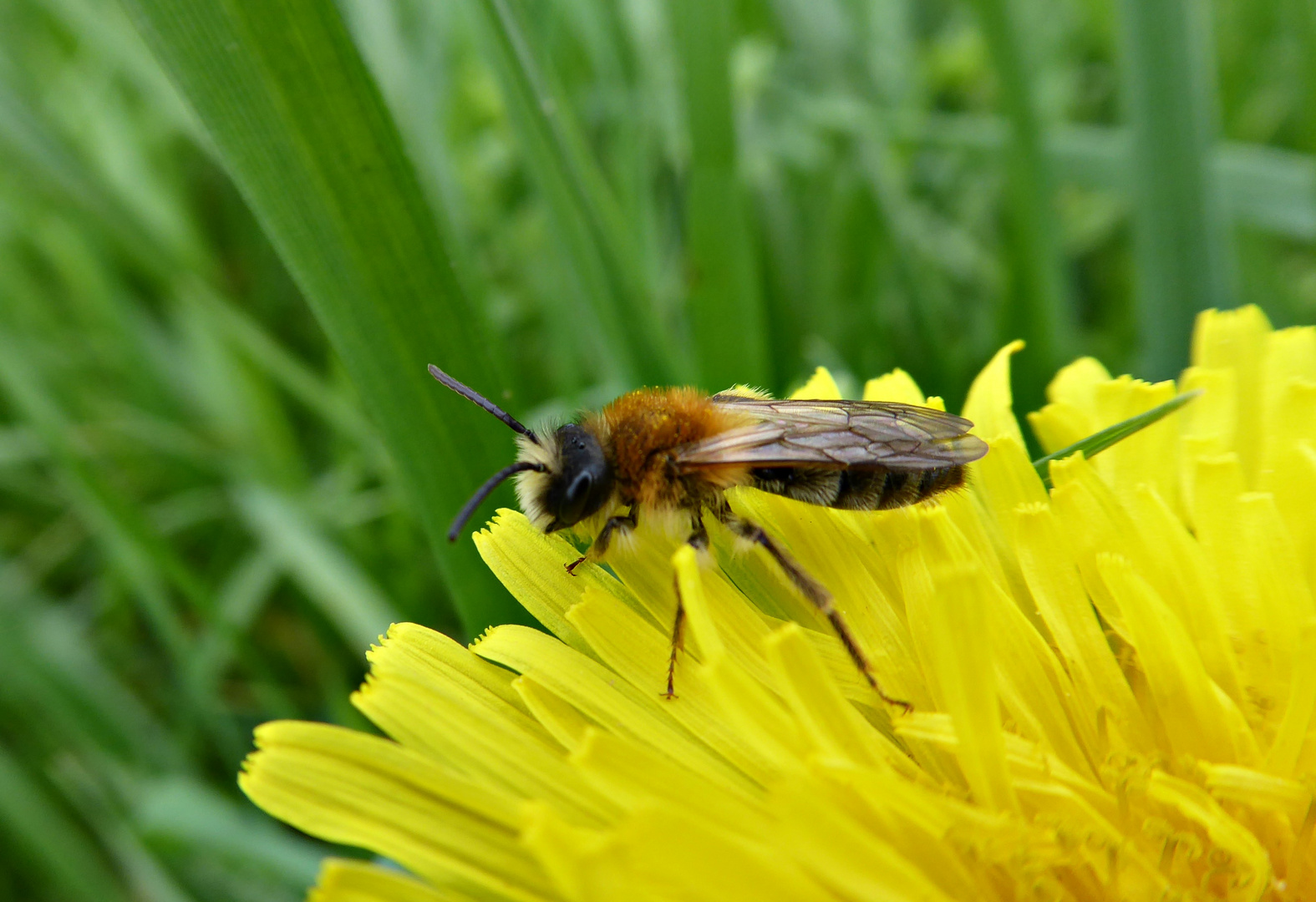 kleines Wildbienchen