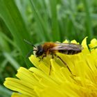 kleines Wildbienchen