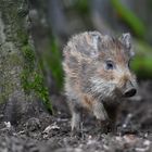 kleines Wildschwein