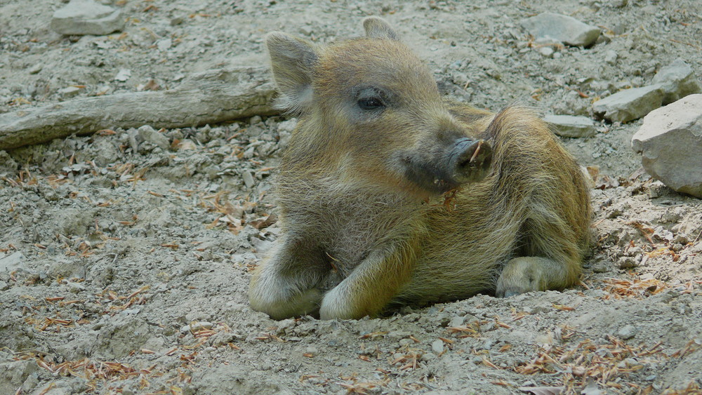 Kleines Wildschwein