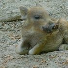 Kleines Wildschwein