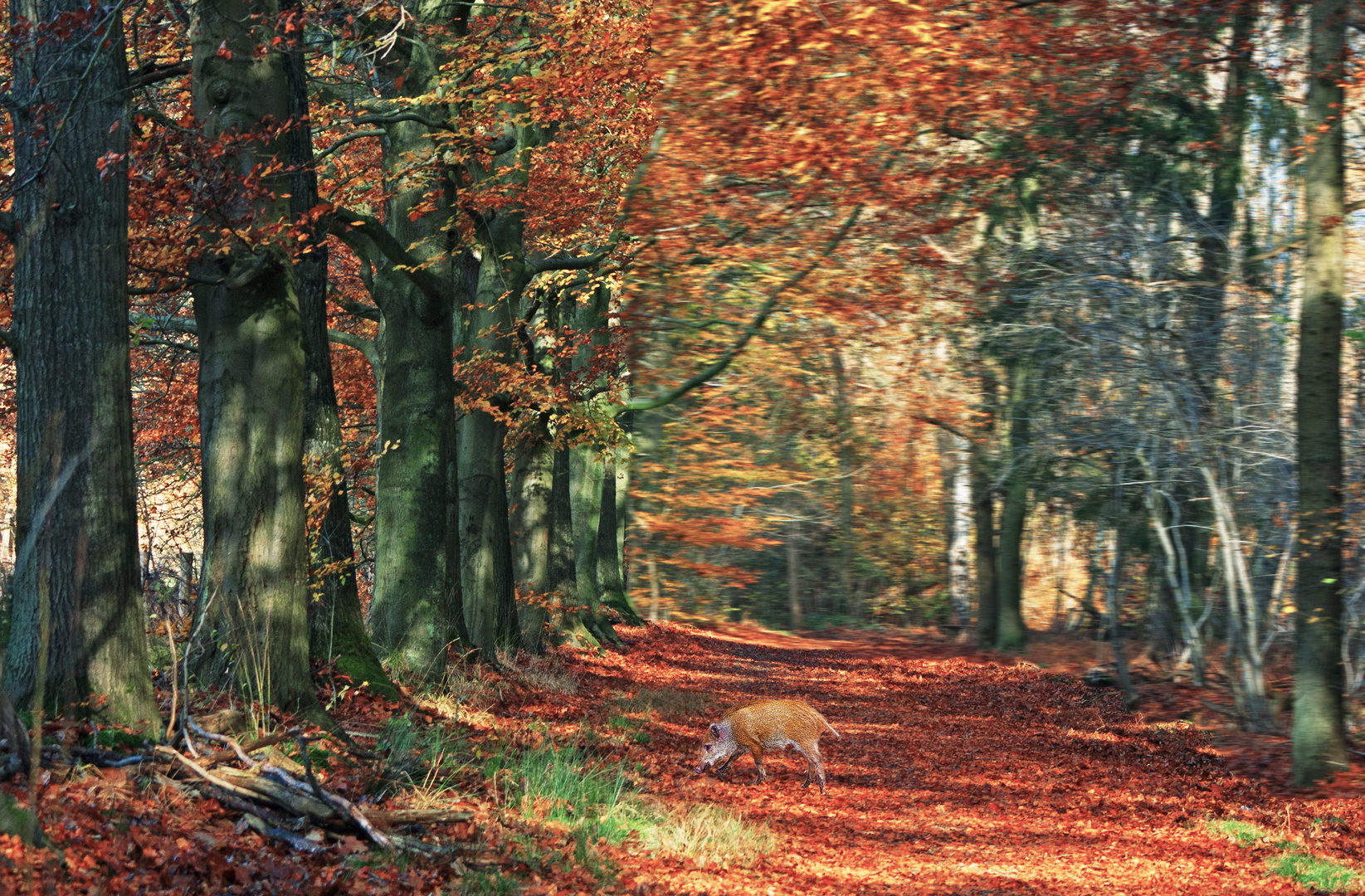 Kleines Wildschweinchen im Walde