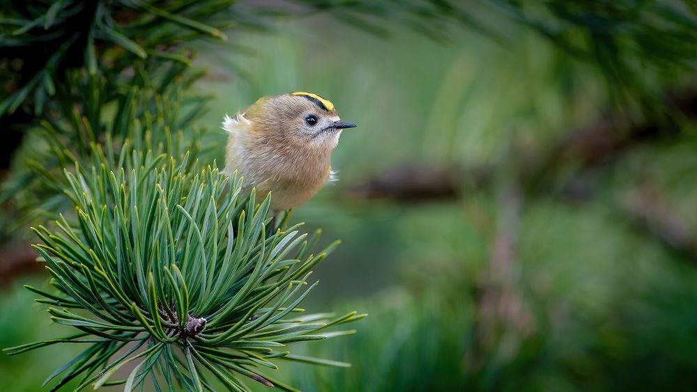 Kleines Wintergoldhähnchen