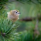 Kleines Wintergoldhähnchen