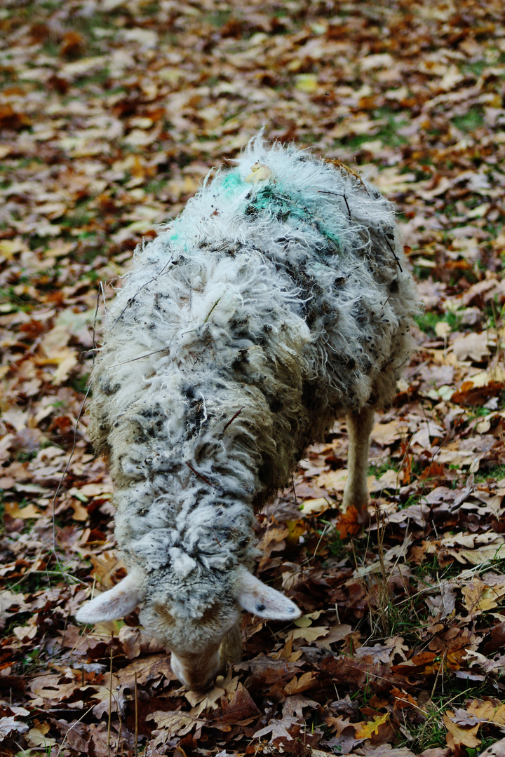 Kleines Wollknäuel.....