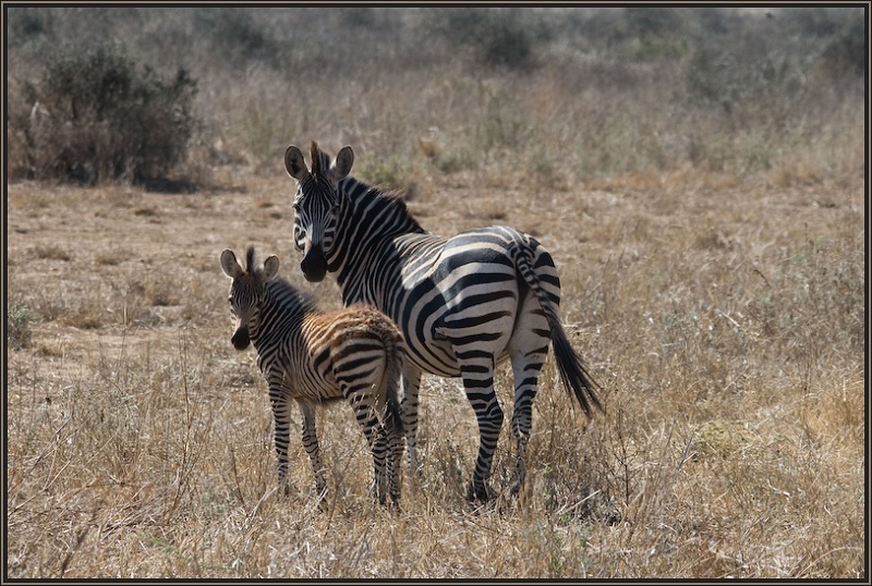 Kleines "Wollzebra"