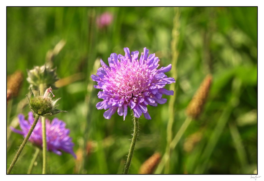 Kleines Wunder am Wegesrand