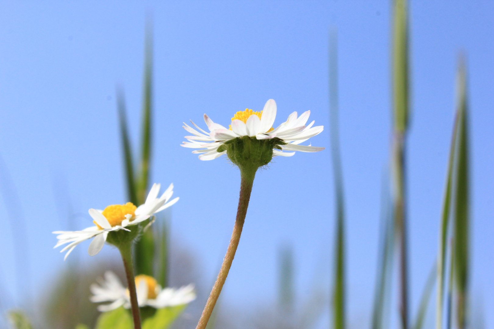 Kleines Wunder 