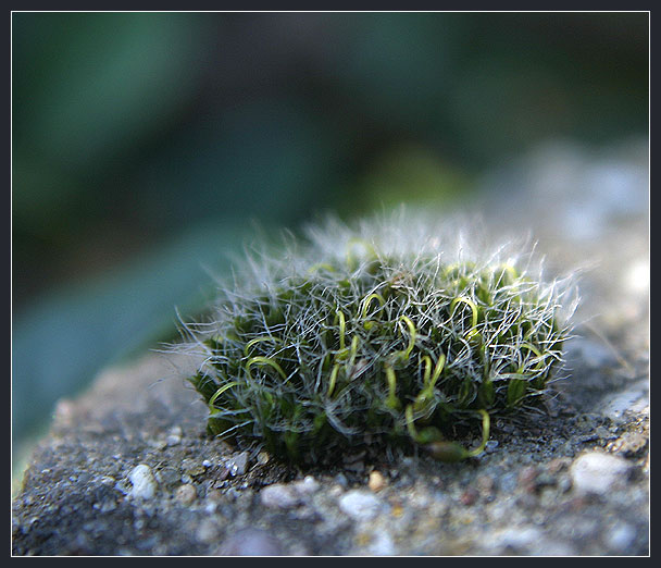 Kleines Wunder der Natur