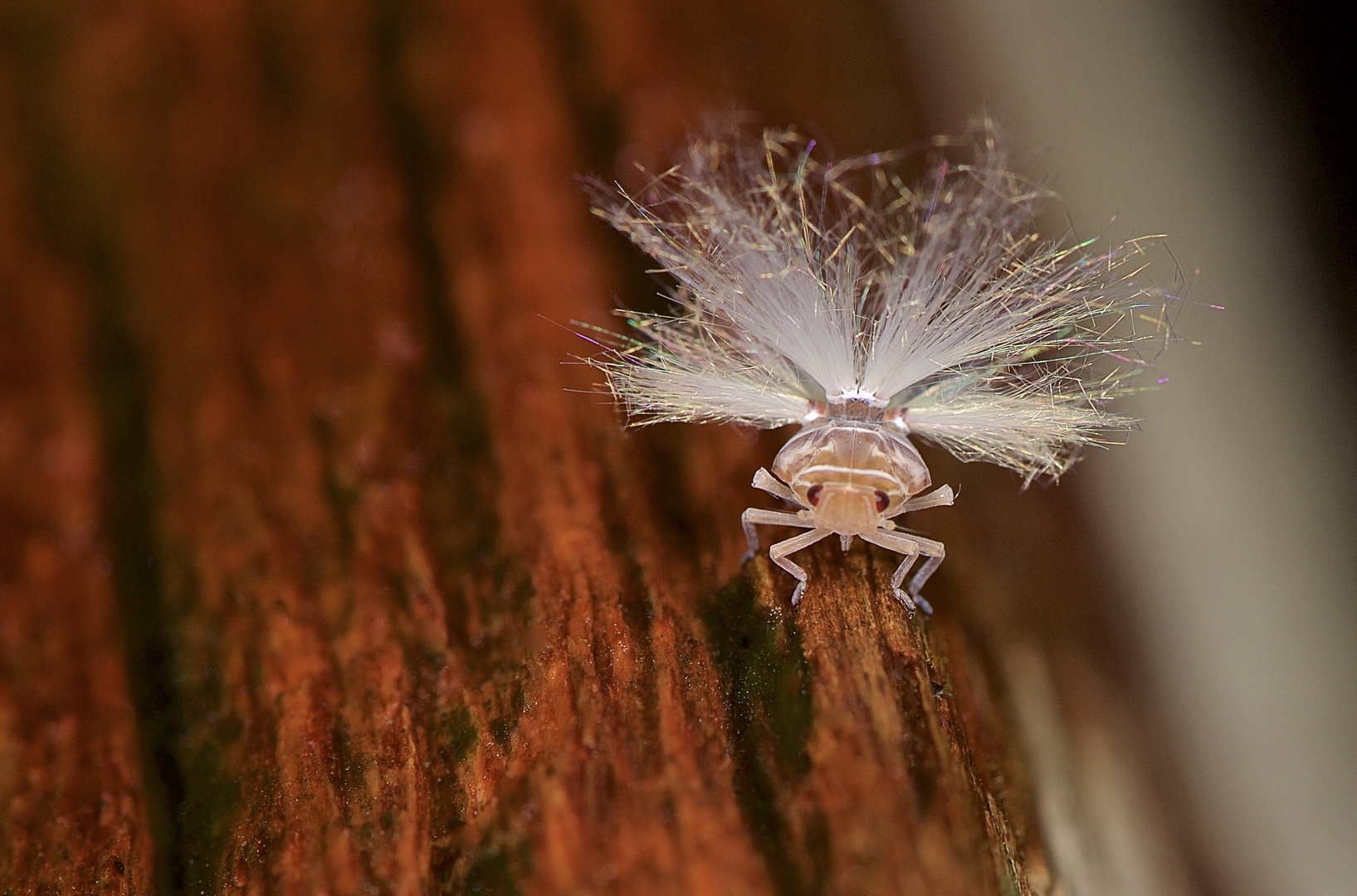 Kleines Wunderwesen aus dem Tropischen Regenwald von Borneo