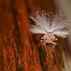 Kleines Wunderwesen aus dem Tropischen Regenwald von Borneo