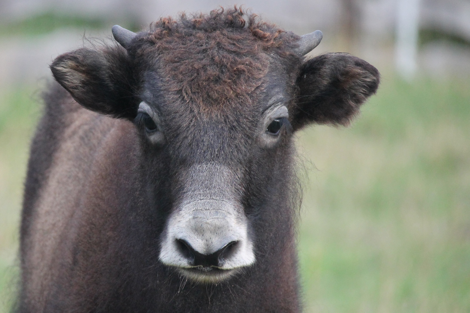 kleines Yak