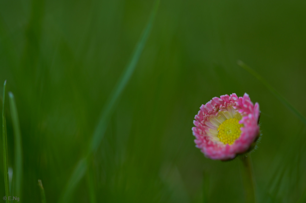 Kleines, zartes Gänseblümchen