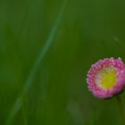 Kleines, zartes Gänseblümchen