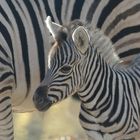 Kleines Zebra