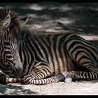 Kleines Zebra