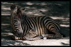 Kleines Zebra