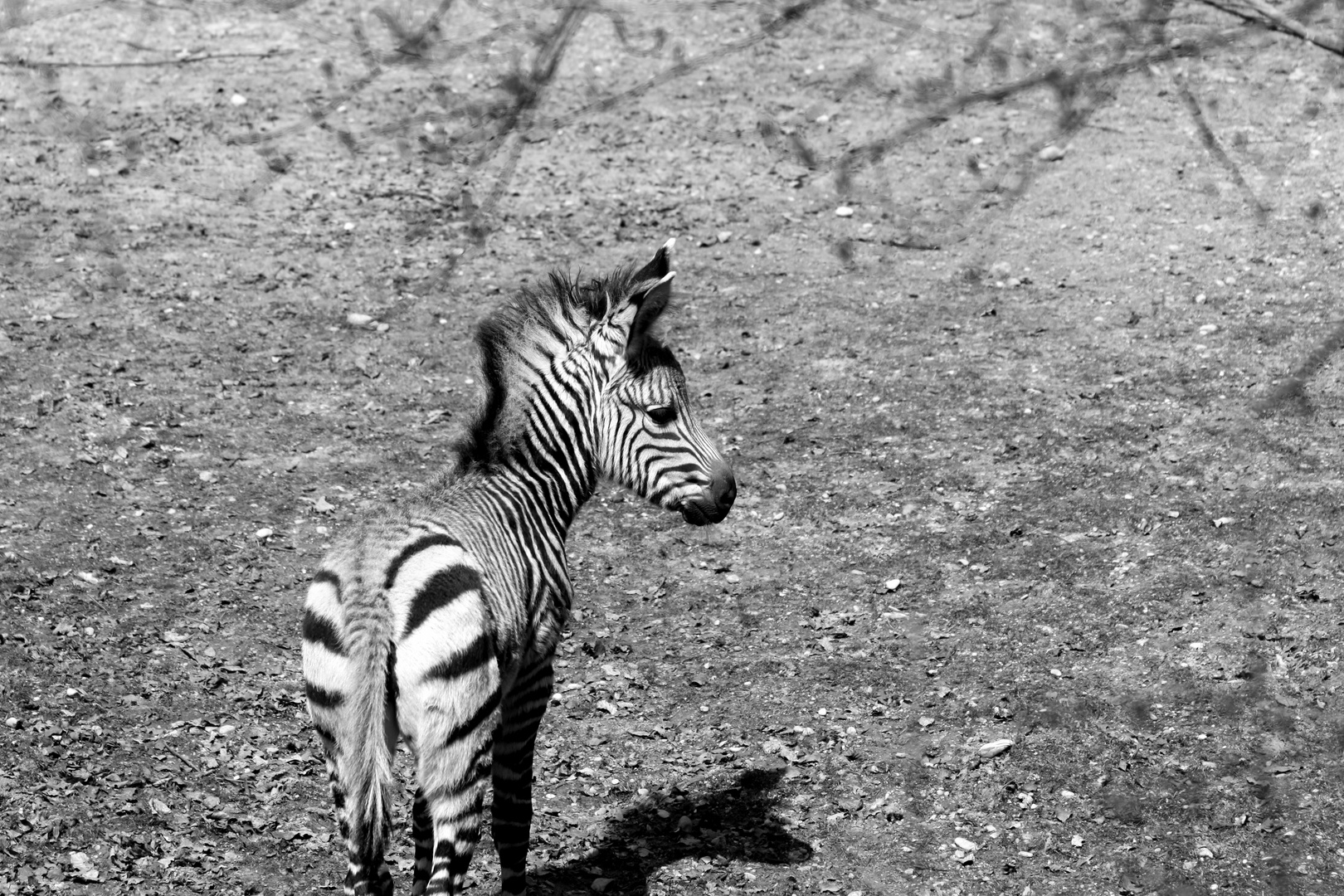 kleines Zebra, weite Welt