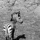 kleines Zebra, weite Welt