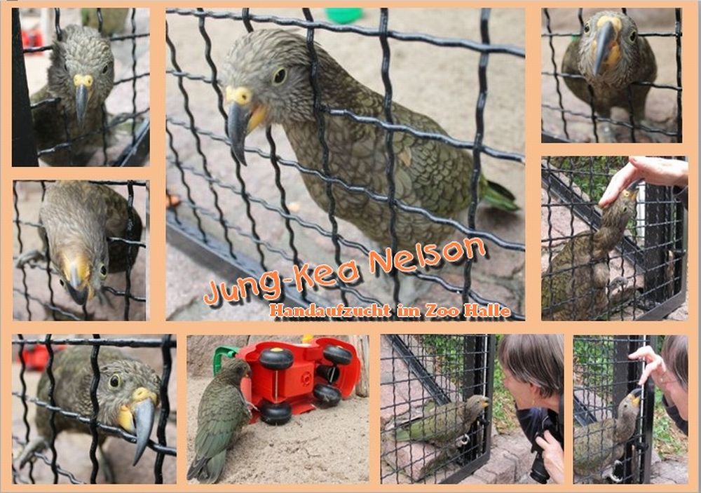 Kleines Zoo-Wunder Nelson