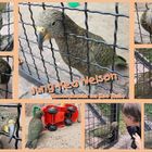 Kleines Zoo-Wunder Nelson