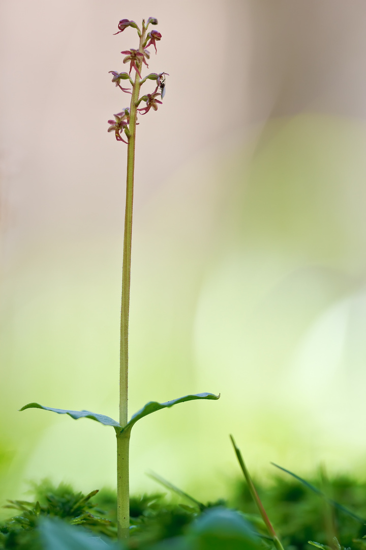 Kleines Zweiblatt - Listera cordata 1/12