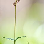 Kleines Zweiblatt - Listera cordata 1/12