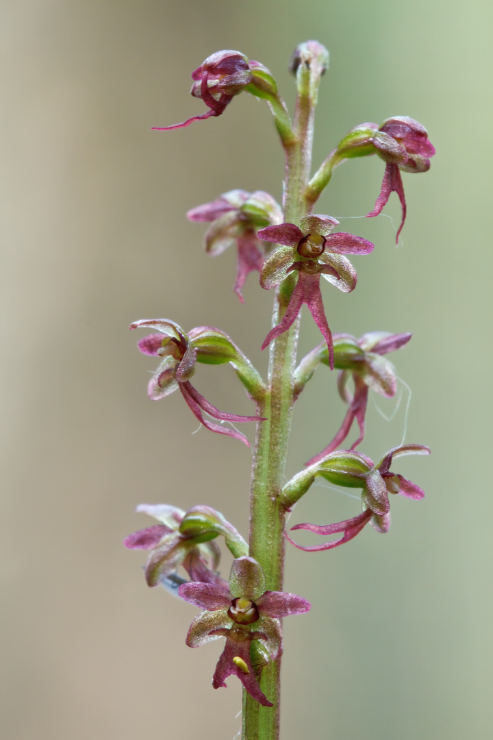 Kleines Zweiblatt - Listera cordata 2/12