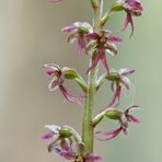 Kleines Zweiblatt - Listera cordata 2/12