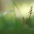 Kleines Zweiblatt - Listera cordata 4/12