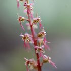 Kleines Zweiblatt (Listera Cordata) Blütenstand