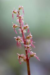 Kleines Zweiblatt (Listera Cordata) Blütenstand