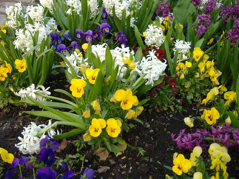 Kleines(großes)Blumenbeet