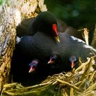 KleineTeich-Huhn Familie am Abend 