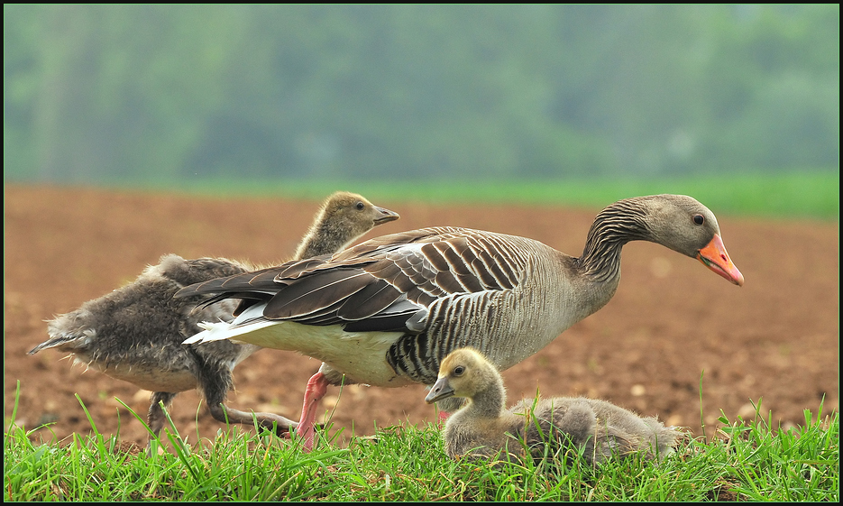 Kleinfamilie