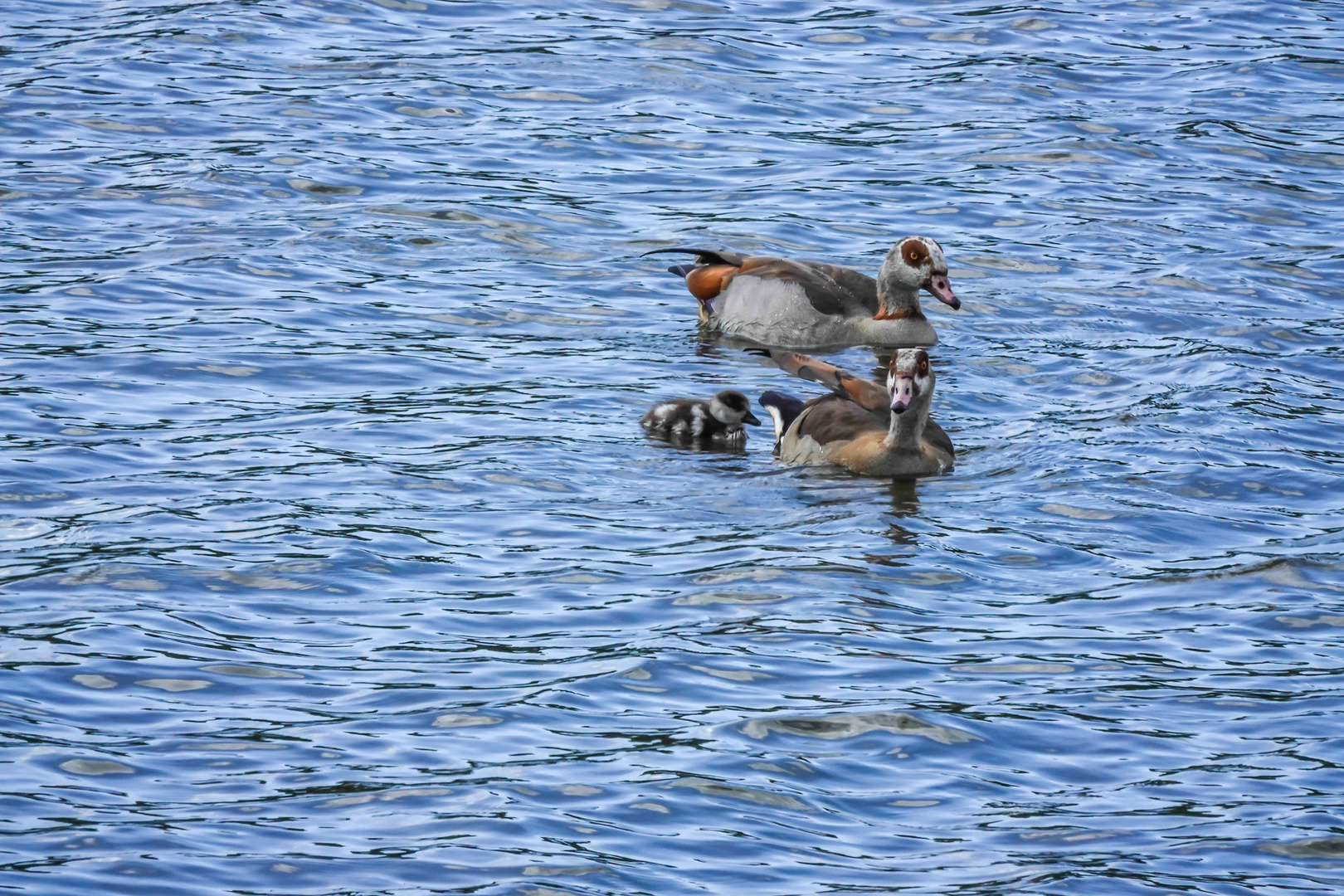 Kleinfamilie Nilgans ...