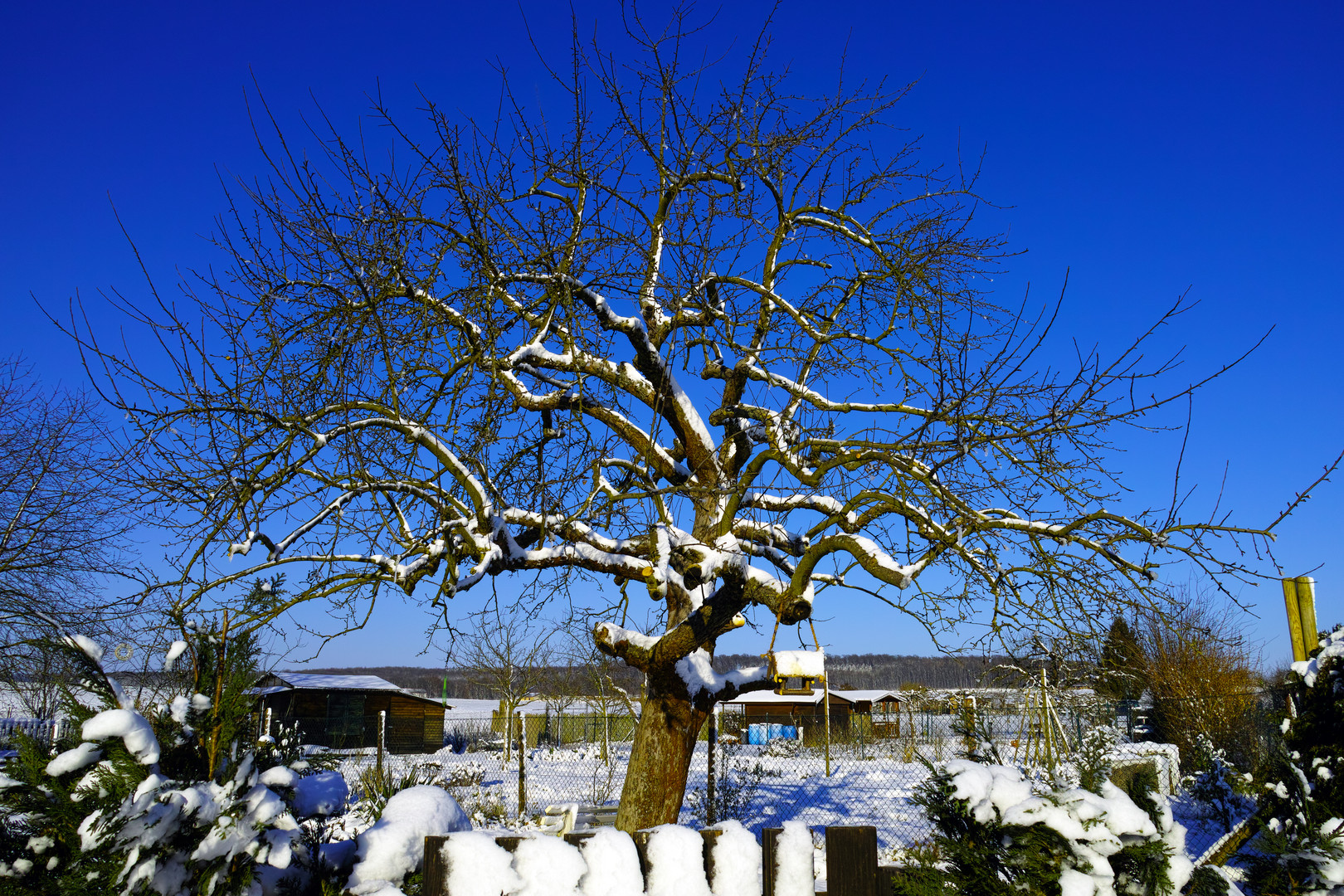 Kleingartenbaum mit Schnee