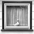 Kleingartenverein - Entenfenster