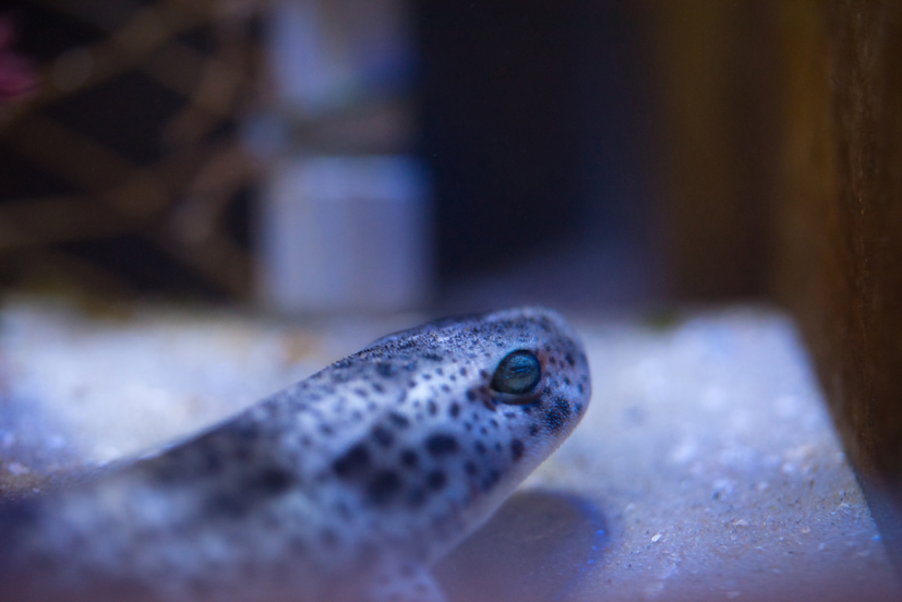 Kleingefleckter Katzenhai im Aquarium Borkum