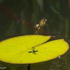 Kleingetier im Garten