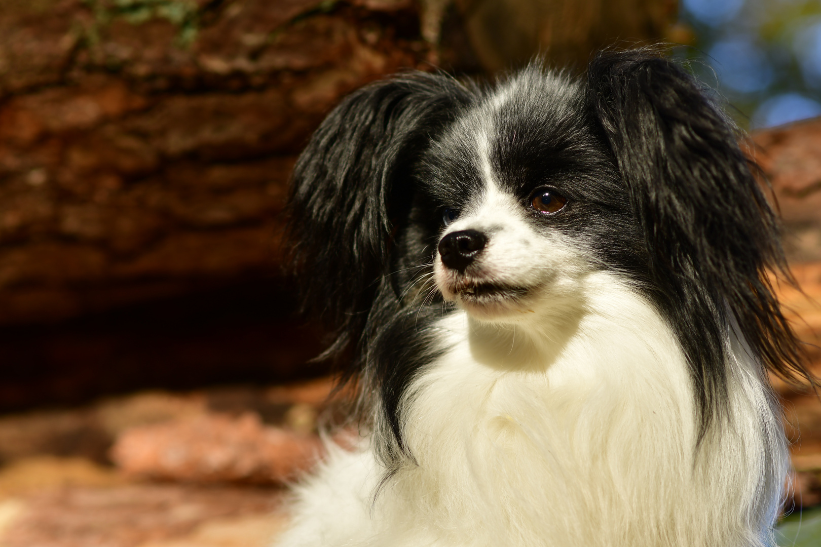 Kleinhunderasse Papillon