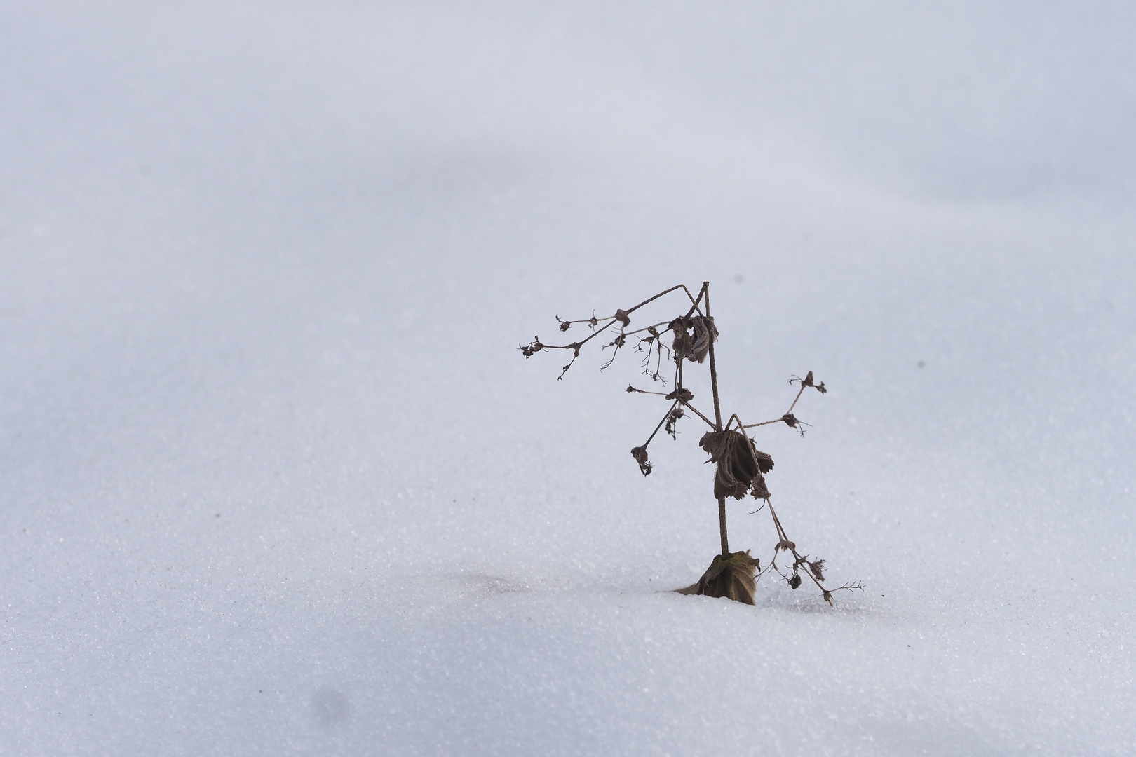 kleinigkeit im schnee