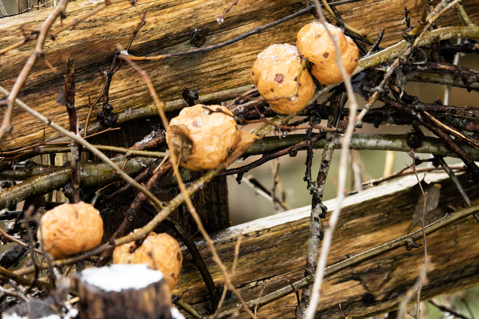 Kleinigkeiten am Wegesrand