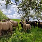 Kleinirland im Schwarzwald