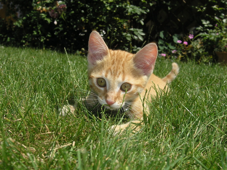 Kleinkater Leo