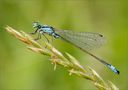 Kleinlibellen (Zygoptera)