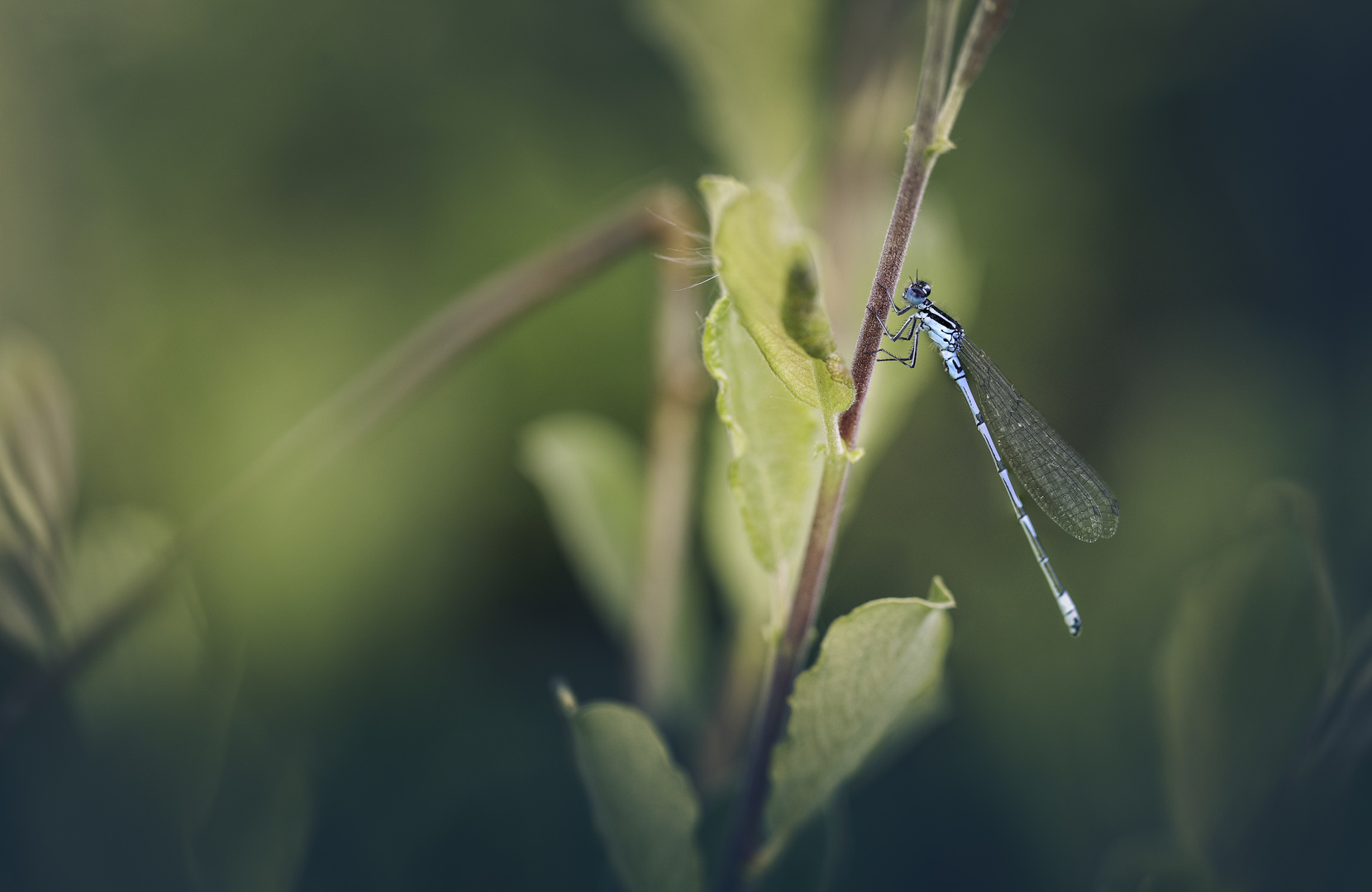 Kleinlibelle