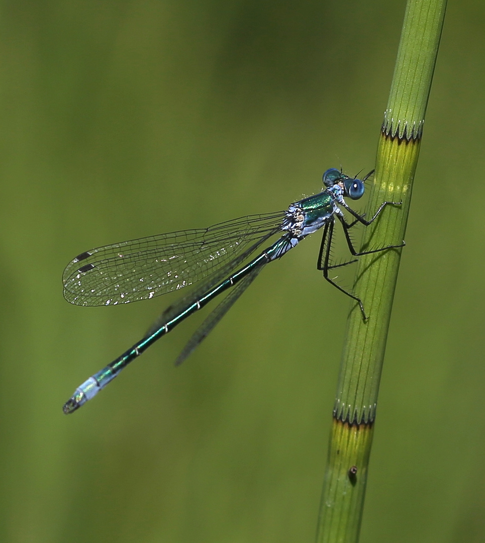 Kleinlibelle