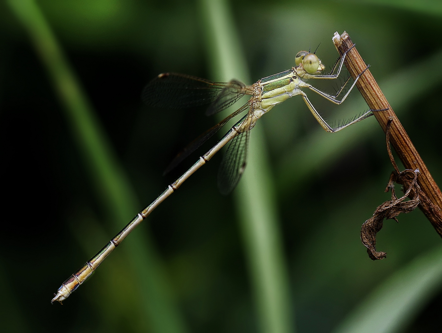 Kleinlibelle