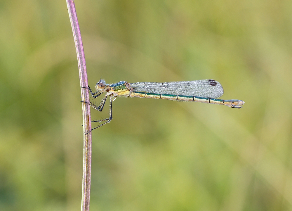 Kleinlibelle